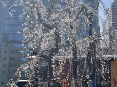 赤坂サカスの、樹齢100年の三春桜です。TBS本社前にある枝垂れ桜は、別名「糸桜」と言われ、日本三大桜のひとつで、天然記念物にも指定されている、福島県三春町の「滝桜」の子孫樹だそうです。