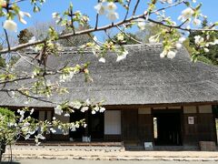 茅葺の屋根とサクラって　合うなぁ