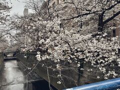 東京メトロ有楽町線江戸川橋駅から江戸川橋公園、都電早稲田駅までと続く桜並木。他に高田馬場周辺などでも桜並木が見られ、夜にはライトアップも実施されるようです。