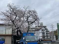 世田谷通りに高校仲間Ａの建材店
再来週シカゴから女史Ｋ久々の帰国
その歓迎パーティと
月末バーベキュー打合せ
クラス仲間先生15人ぐらい集まり
中目黒でお帰り餃子パーティー（笑）

月末はこの桜の下で
三年ぶり恒例バーベキュー
ウチら1組だけど
隣り２組の連中や
先生も集まるバーベキュー
約20人ちょい毎回来る
出会い半世紀ぐらいに