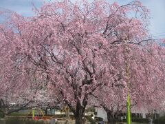 名古屋での日々。
暫くは実家の近所の桜を愛でつつ過ごしましょう。

ここの立派な枝垂桜もお気に入りの一つです。