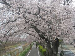 で、次の日は香流川の桜を堪能した後…。