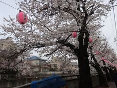 石神井川沿いの桜並木に来ました

思ったとおり､やっぱり曇り空に桜の花は映えん！

