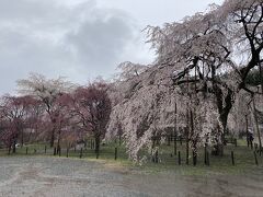 境内にはとても多くの枝垂れ桜や桜が置いてありました。