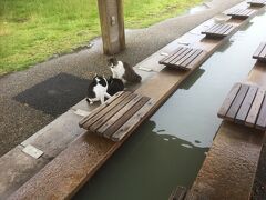 桜島溶岩なぎさ公園の足湯で会った猫ちゃん達。
雨宿り中。人間が近づいても全然逃げない。