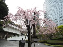 ホテル雅叙園東京　入口にあるお七の井戸に咲く枝垂れ桜