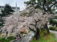 ～　Main　～

Mar.25
Rainy then cloudy

真田堀周辺…

千代田区の桜は樹齢が古く、桜を守っていくための費用をクラウドファンディングで集めているようです(^^)

昔はもっと桜の木が多かったような気がします(-.-;)
