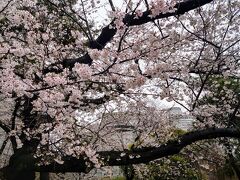 Mar.25
Rainy then cloudy

桜の向こうにニューオータニさんが見える辺りまで歩いてきたので、そろそろ引き返す(^^)