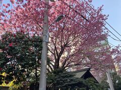 曲がり角を曲がると見えてきた！
立派な河津桜(*≧∪≦) 