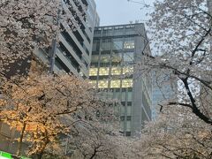 さくら通りとはよく言ったものです。
桜の季節に始めてきてみました。
すでに満開は過ぎていて、散り始めていました。