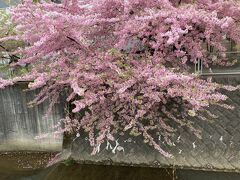 川に付きそうな程の桜。