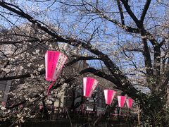 目黒駅で降りて　桜といえばここ。目黒川の桜