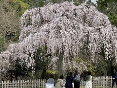 まず最初に行ったのは、京都御苑

京都御苑内にはたくさんの有名な桜がありますが、その中でも、出水の枝垂れ桜や、近衛邸跡の枝垂れ桜ですね。
この写真は、で水の枝垂れ桜です。