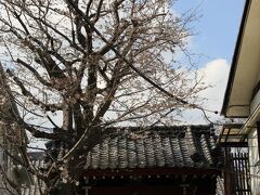 海福寺の四脚門と桜