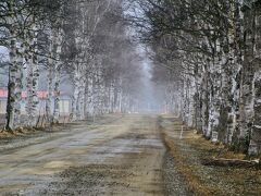 ホントは夏の青々と茂っているときに来たかったが、そうじゃなくても充分圧巻。
道の終わりが見えない。
こちらは、進行方向(大雪山方面)。