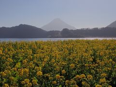 薩摩半島に豊かに広がる畑の風景を見ながら・・
池田湖畔へ。

１月・・まだお正月ですよ！菜の花がこんなに咲いてます。
日差しもうららか・・。

菜の花・池田湖・開聞岳。