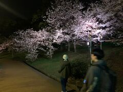 ライトアップされた西公園の満開の夜桜
