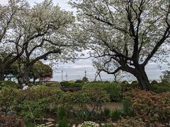 アメリカ山公園を抜け、数分で港の見える丘公園に着きました。

まずは桜を探します。
