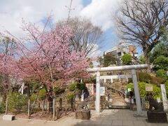 どうやらこの小さな丘が富士塚らしい。
鳥居の横には梅も咲いている。