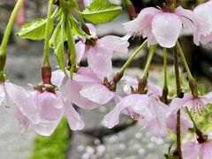 雨が強くなってきたので、一旦ホテルに戻ります。

その前に、ホテルの近くの六角堂に寄ってみました。