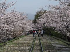 ずっと楽しみにしていたインクラインの桜！満開でした。
もうすでに観光客でいっぱい！
