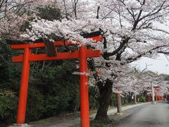 宗忠神社の先に、竹中稲荷という小さな神社がありました。
鳥居にまとわりつくように、桜並木。