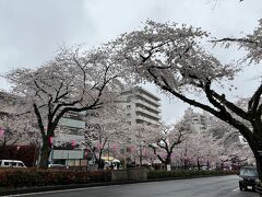 文京さくらまつり開催中の播磨坂桜並木。