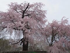 知恩院から円山公園へ。ここでは見事な枝垂桜を見ることができました。
今日の中でここが一番派手というかゴージャスな桜スポットだったかも。
お花見の方も外国人団体ツアーも多く大賑わいですが、マストだと思いました。