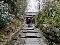 雨が降り始めましたが、高台寺のしだれ桜が満開だと聞き、昨年に続き見に行ってきました。