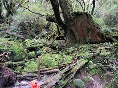 9:58　標高870ｍ
無理かと思っていたけど、苔むす森、到着！
記念撮影。

帰りが約50分間だけど、なんとか頑張るか。