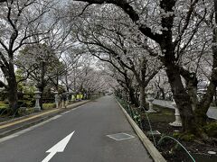 あいにくの曇天でしたが、桜が綺麗に咲いていました。
七分咲きぐらいかな。

5分くらい歩くと、「知覧特攻平和会館」に到着です。