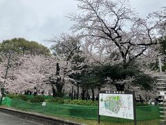 セントレアの後に、満開の桜を見に鶴舞公園へ。