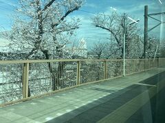 岡崎公園前駅から桜並木が続きます。