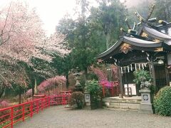 12:02、今熊神社下社に到着です。桜とミツバツツジが咲いています。