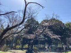 駒沢公園の桜はまだ5分～8分咲きくらい。