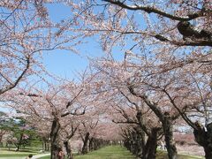 桜のトンネル。