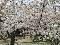 【立本寺】
立本寺（りゅうほんじ）の桜①
https://kyoto-ryuhonji.jp/

千本釈迦堂から上七軒交差点を経て七本松通りを約750m下ると立本寺。ほぼ満開の桜で本堂が見えないぐらい。