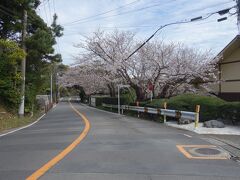 鎌倉山桜並木