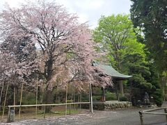 南養寺
桜が美しかったけど参拝者はいませんでした。