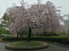 ギャラリー前のみごとな桜。小雨模様が残念。