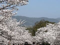 　人人人のインクライン。桜のアーチです。坂になっているので、桜の木々が連なって続いているのが見渡せます。韓国の桜も綺麗でしたっけ。こんなに人が多いのは、無料ということもあるでしょう。
