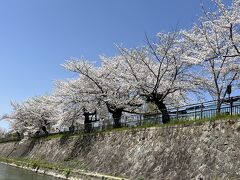 　桜並木。親子連れが、遊んだり、お弁当を食べたりしている姿が見えます。