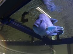 那覇空港に到着しました！　
空港の大きな水槽にいるこのお魚、いつもはダルそうにしているのに、元気に泳いでいて逆にびっくり！
