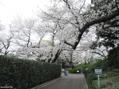 山手公園

日本最初の洋式公園
桜の木も古木が多く樹勢が気になりますが、
まだまだ多くの花をつけてくれます。