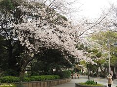 元町公園　エリスマン邸横の桜