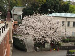 神奈川近代文学館の桜

霧笛橋の上から見る「芸亭（うんてい）のさくら」