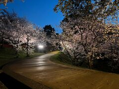 ライトアップされた満開の桜
