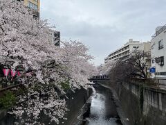 目黒川沿いの桜並木が満開でした。