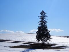 クリスマスツリーの木
美瑛の丘はずいぶん走っているけれど、この木を見に来たのは今回が初めて。