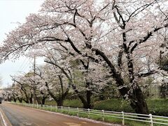 佐倉城 大手門(追手門)跡を過ぎたあたりの桜並木